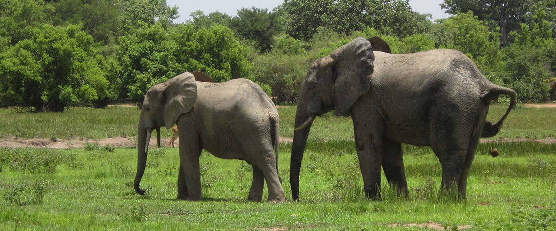 Mole National Park